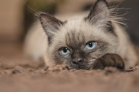 closeup photo of white and black cat thumbnail