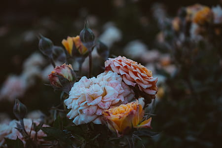 close-up photo of pink flowers thumbnail