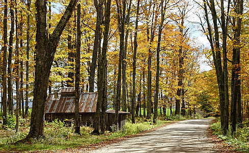 House Near Road on Forest thumbnail