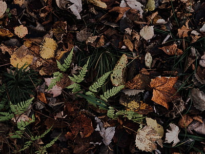 fern plant surrounded by dried leaves thumbnail