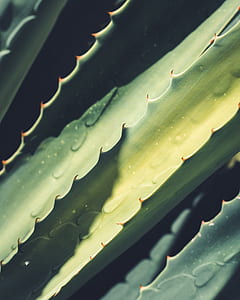 close-up photography of green leaf plant during daytime thumbnail