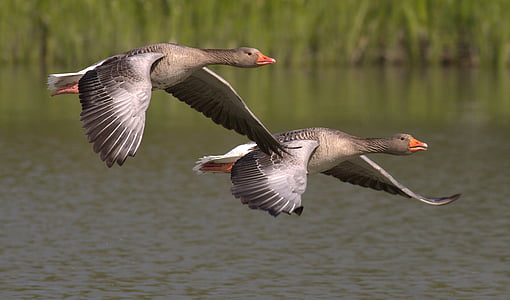 two brown and black duck flying at daytime thumbnail