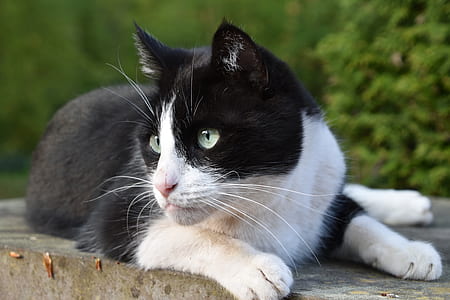 white and black cat in shallow photo thumbnail