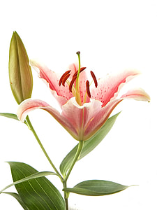 pink daylily in white background thumbnail