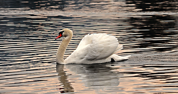 white swan on body of water thumbnail