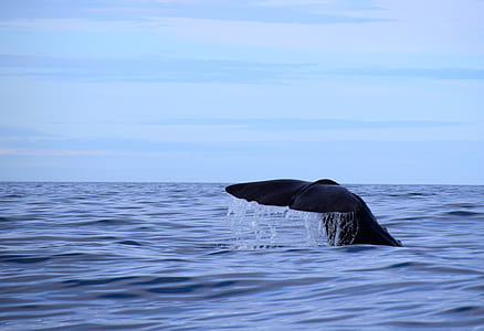 black whale diving in the sea thumbnail