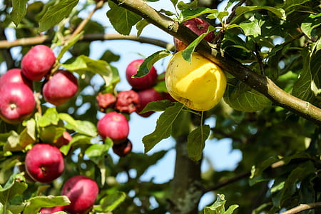 tilt shift photography of yellow fruit thumbnail