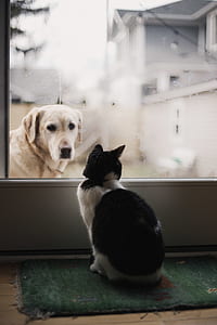 cat staring at dog from clear glass window thumbnail