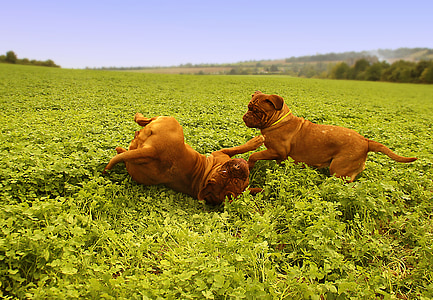 two adult red French mastiffs playing on green field at daytime thumbnail