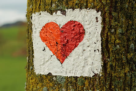 closeup photo of red heart print in tree thumbnail