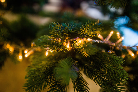 Christmas Tree Lights thumbnail
