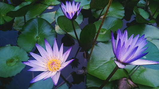blue lily photography thumbnail