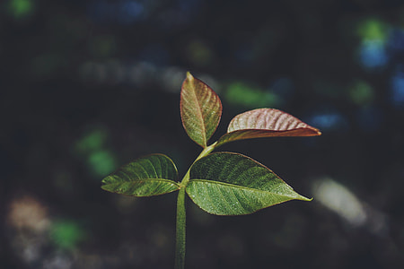 selective focus photography of green leaf sprout thumbnail