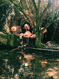 Photo of Flock of Pink Flamingo thumbnail