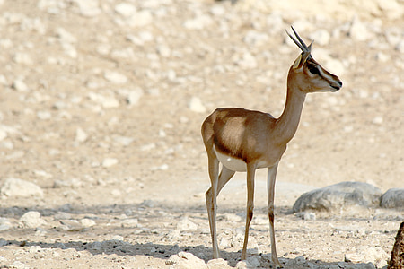 selective focus photography of gazelle thumbnail