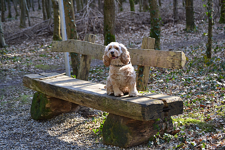 dog on wood bench thumbnail