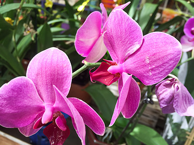 selective focus photography of purple orchid at bloom thumbnail