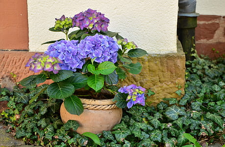 round brown potted purple flowers thumbnail