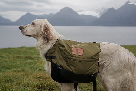 Irish red and white terrier wearing gray dog saddle bag standing on grass field thumbnail