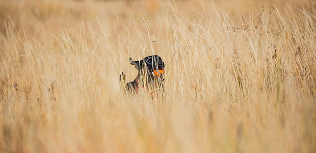 short-coated black dog biting orange ball running during daytime thumbnail