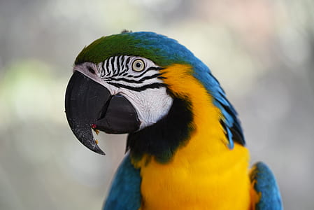 tilt shift photo of parrot thumbnail