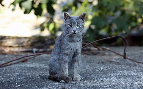 silver Tabby cat thumbnail