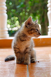 grey tabby kitten thumbnail