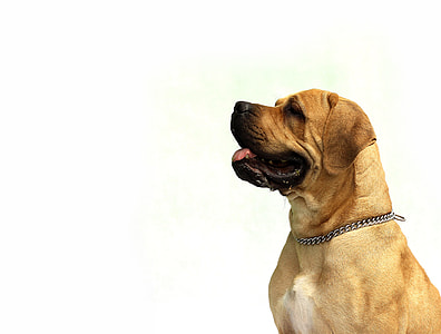 photo of short coat brown dog sitting on ground thumbnail