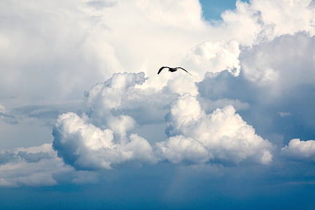 bird flying on sky thumbnail