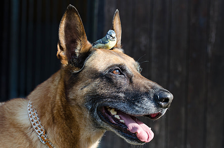 adult brown Belgian malinois with black and yellow bird on head thumbnail