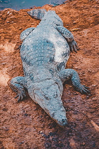 crocodile on land near body of water thumbnail