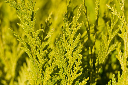 green leafed plants in bokeh photography thumbnail