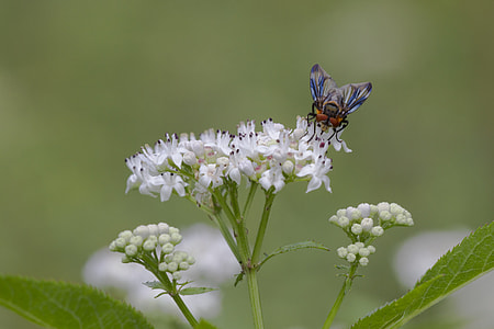 black, white and blue fly on white flower during day time thumbnail