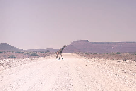 brown and black camel walking across the road thumbnail