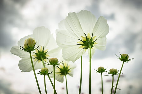 selective focus photography of white petaled flowers thumbnail