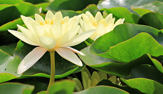 closeup photography of yellow petaled flower thumbnail