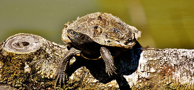 turtle on log thumbnail