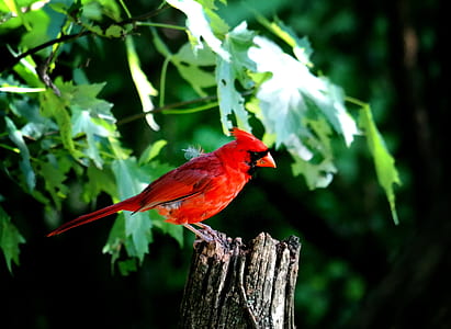 red cardinal bird perched on tree thumbnail