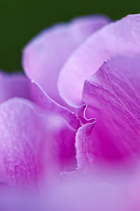 close up photo of pink flower thumbnail