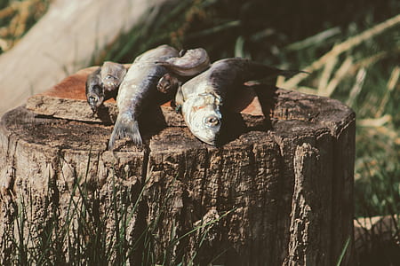 fish on wooden slab thumbnail