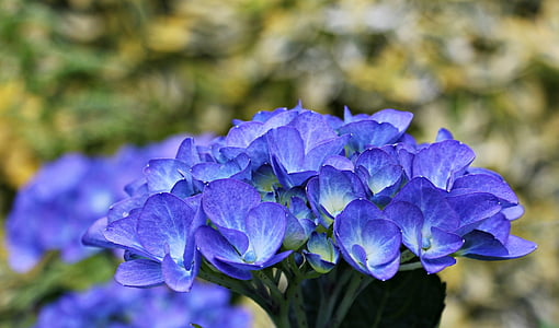 blue petaled flowers thumbnail