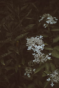 white petaled flower thumbnail