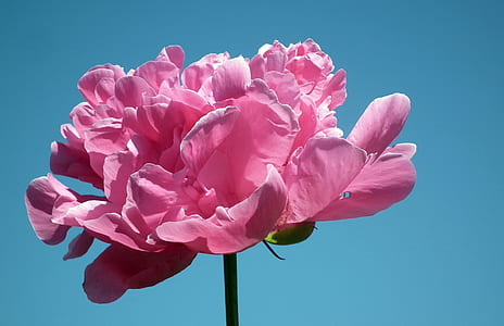 close up photo of pink peony flower at daytime thumbnail