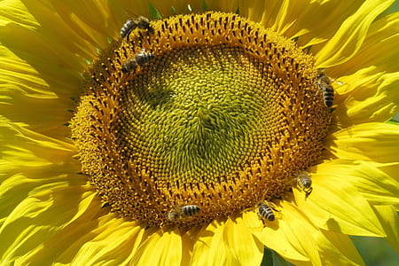 swarm of Asian honey bees perching on sunflower thumbnail