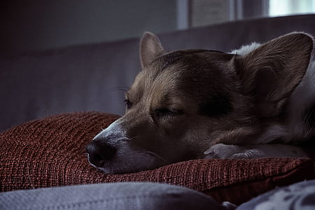 adult brown and white corgi sleeping thumbnail