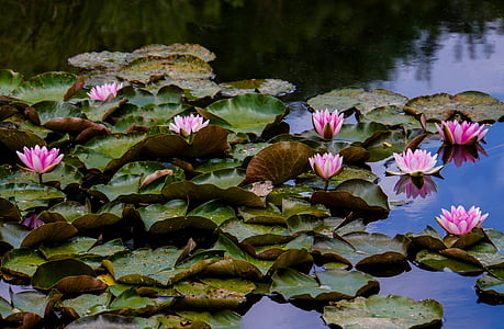 green leafed plant with flowers floating on body of water thumbnail