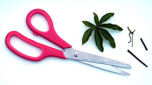 Pink Scissors image thumbnail