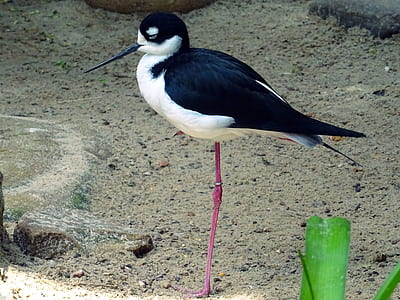 nature, bird, sand, rocks thumbnail
