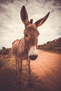 brown donkey standing on ground under cloudy sky thumbnail