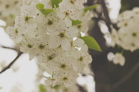 selective focus photo of white petaled flowers thumbnail